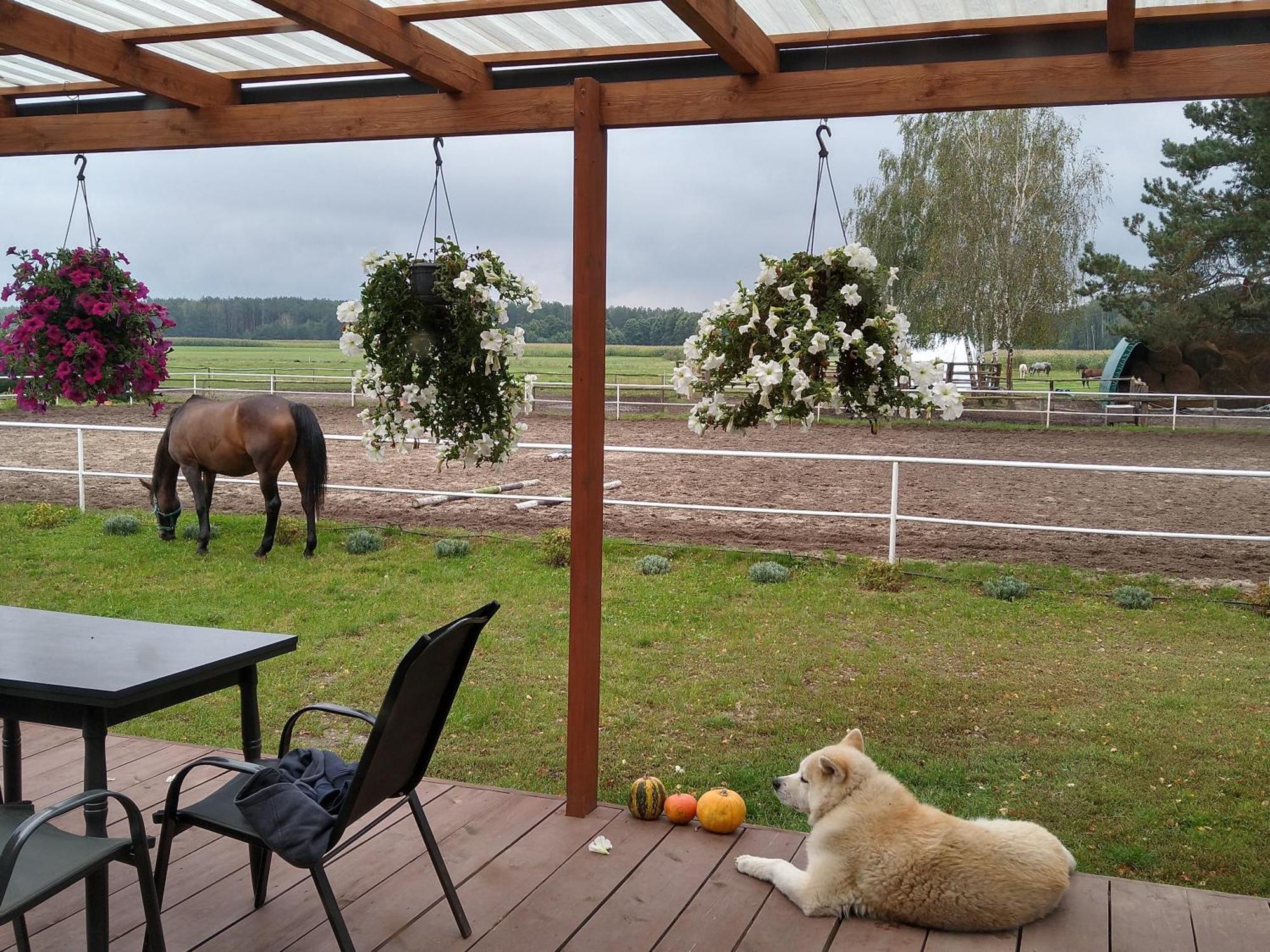 Domek Przy Stajni Bogdanowka Caloroczny Rossosz Eksteriør bilde